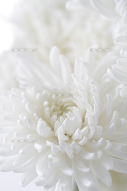 白バックの白い菊 の写真素材 イラスト素材 アマナイメージズ