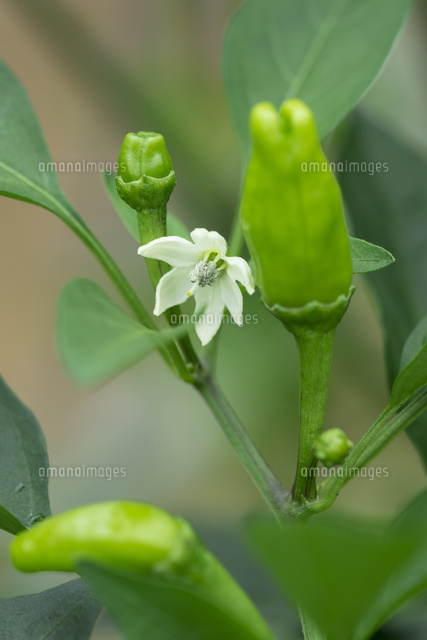 シシトウとシシトウの花 の写真素材 イラスト素材 アマナイメージズ