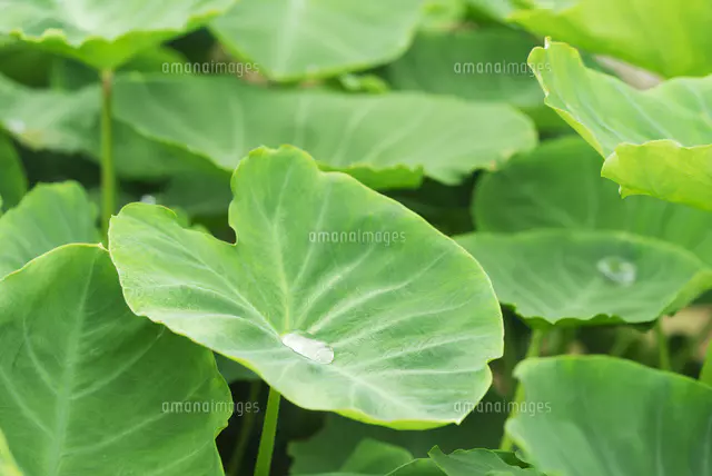 里芋の葉 の写真素材 イラスト素材 アマナイメージズ