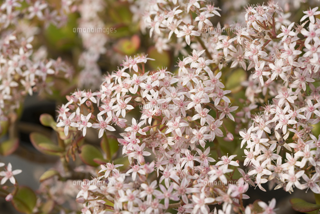 金のなる木の花 の写真素材 イラスト素材 アマナイメージズ
