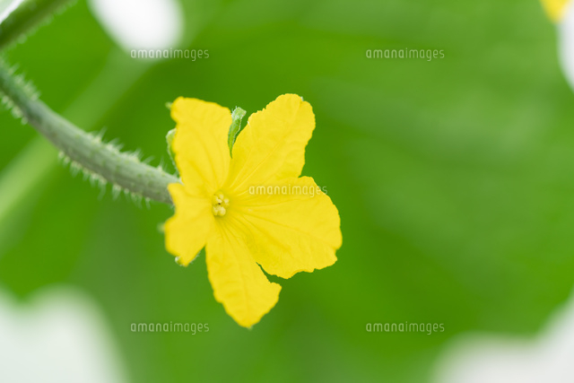 キュウリの花 の写真素材 イラスト素材 アマナイメージズ