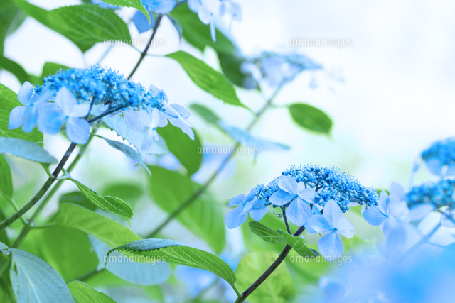 紫陽花 の写真素材 イラスト素材 アマナイメージズ