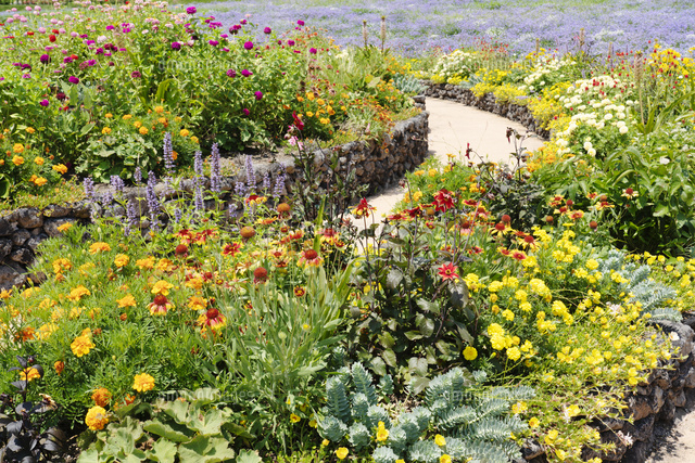 夏の花壇 の写真素材 イラスト素材 アマナイメージズ