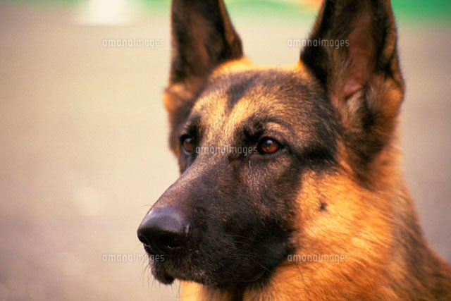 シェパード の写真素材 イラスト素材 アマナイメージズ シェパード の写真素材 イラスト素材 アマナイメージズ