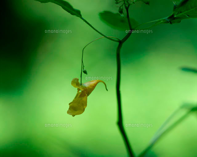 キツリフネソウ の写真素材 イラスト素材 アマナイメージズ