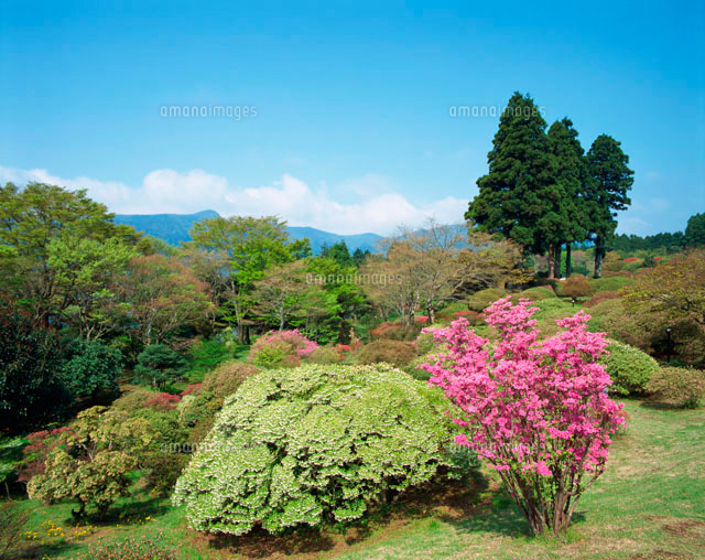 ミツバツツジとドウダンツツジ の写真素材 イラスト素材 アマナイメージズ