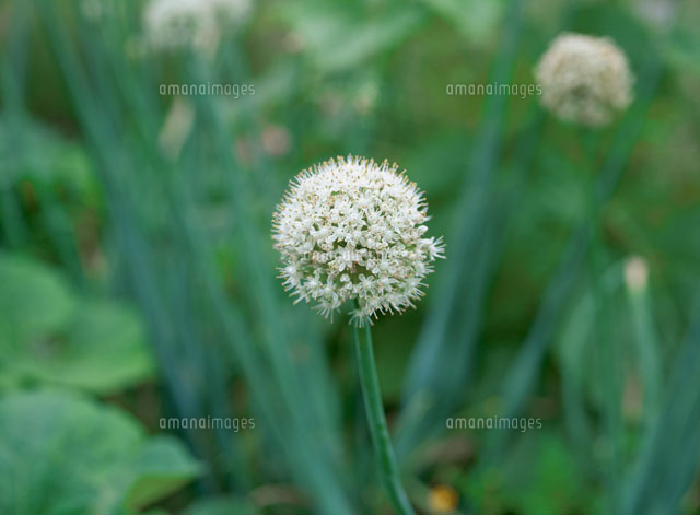 玉葱の花のアップ の写真素材 イラスト素材 アマナイメージズ