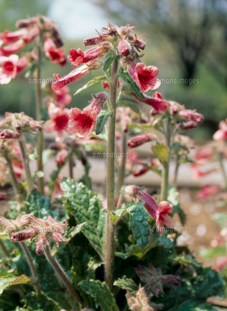 薬草 ジオウ の写真素材 イラスト素材 アマナイメージズ