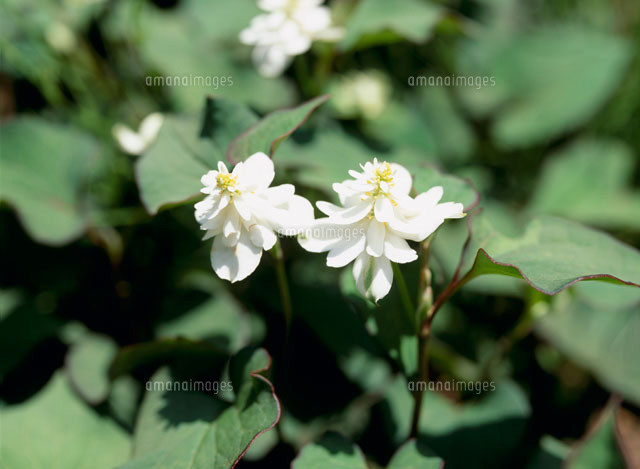 薬草 ドクダミ の写真素材 イラスト素材 アマナイメージズ