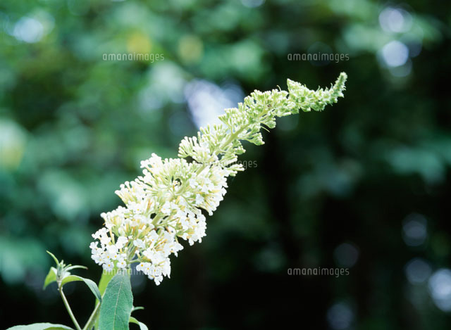 フサフジウツギ 毒草 の写真素材 イラスト素材 アマナイメージズ