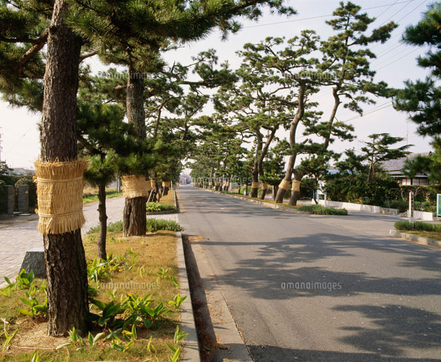 松並木 旧東海道松並木[28121000927]の写真・イラスト素材｜アマナイメージズ