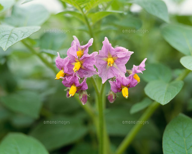 ジャガイモの花 クインメリー の写真素材 イラスト素材 アマナイメージズ