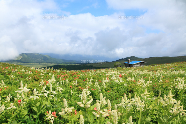 コバイケイソウ咲く車山高原 の写真素材 イラスト素材 アマナイメージズ