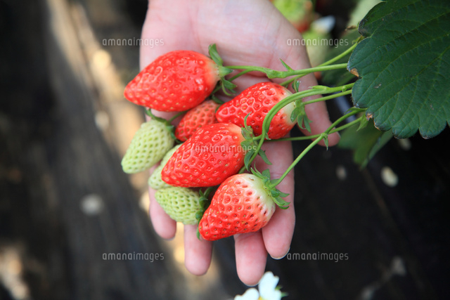 イチゴ狩り の写真素材 イラスト素材 アマナイメージズ