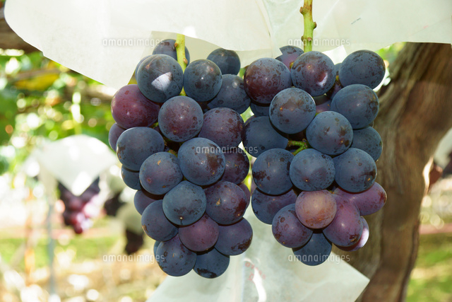 ぶどう 巨峰 の写真素材 イラスト素材 アマナイメージズ
