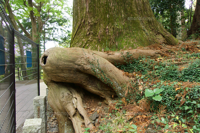 たこ杉 の写真素材 イラスト素材 アマナイメージズ