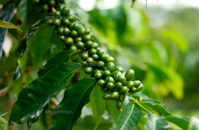 コーヒーの木 の写真素材 イラスト素材 アマナイメージズ