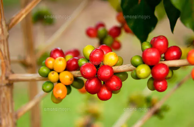 コーヒーの木 の写真素材 イラスト素材 アマナイメージズ