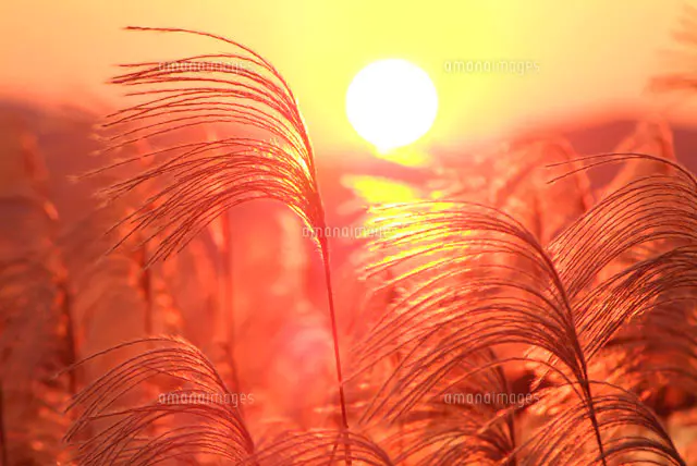 ススキと夕暮れ[28144052295]の写真・イラスト素材｜アマナ