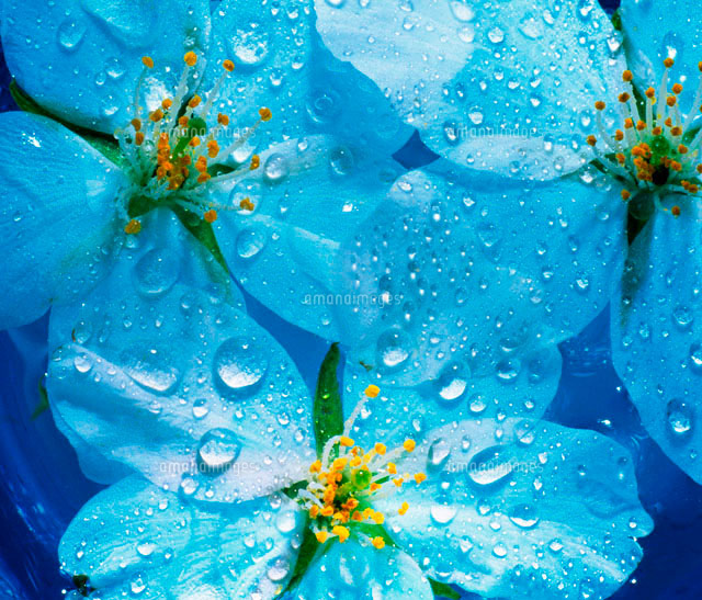 花と水滴 の写真素材 イラスト素材 アマナイメージズ