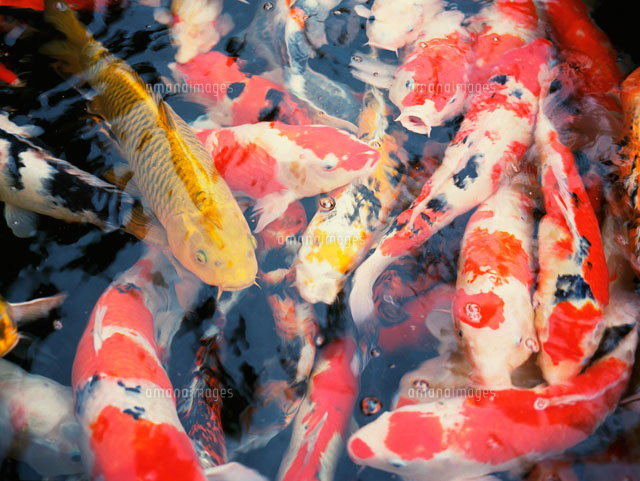 錦鯉 の写真素材 イラスト素材 アマナイメージズ