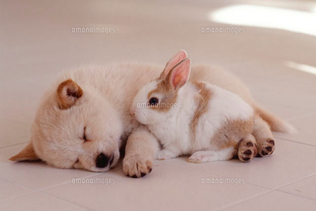 子犬とウサギ[28144008855]の写真・イラスト素材｜アマナイメージズ