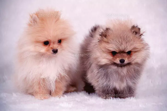 犬 ポメラニアンの写真素材 ストックフォト アマナイメージズ