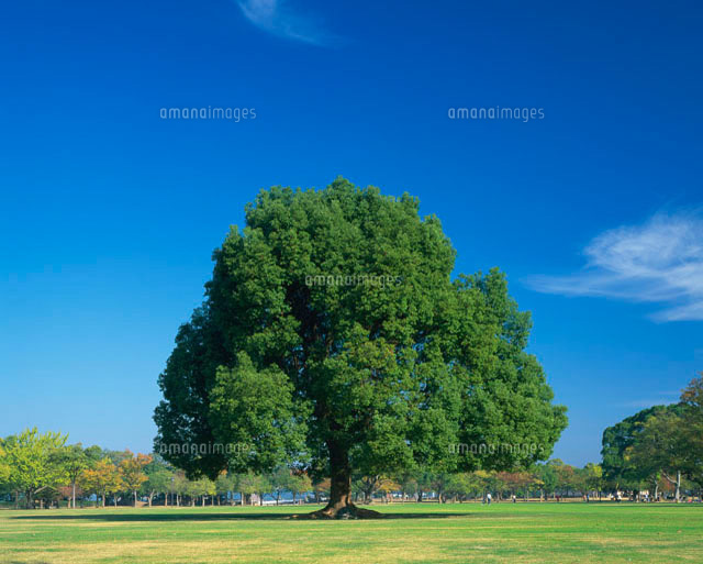 クスノキ 熊本城公園 の写真素材 イラスト素材 アマナイメージズ クスノキ 熊本城公園 の写真素材 イラスト素材 アマナイメージズ