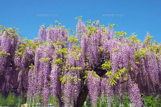 岡山 和気町の藤の花 の写真素材 イラスト素材 アマナイメージズ