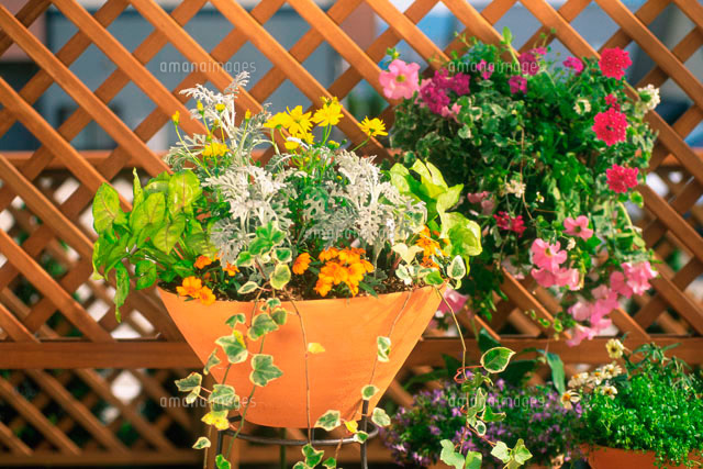 ハンギングバスケット の写真素材 イラスト素材 アマナイメージズ