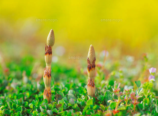 つくし の写真素材 イラスト素材 アマナイメージズ