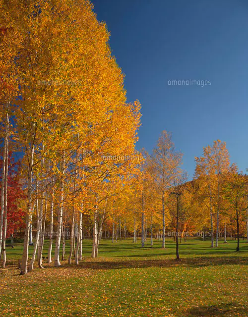 紅葉の白樺 紅葉の白樺林 八千穂高原[25516052660]の写真・イラスト素材