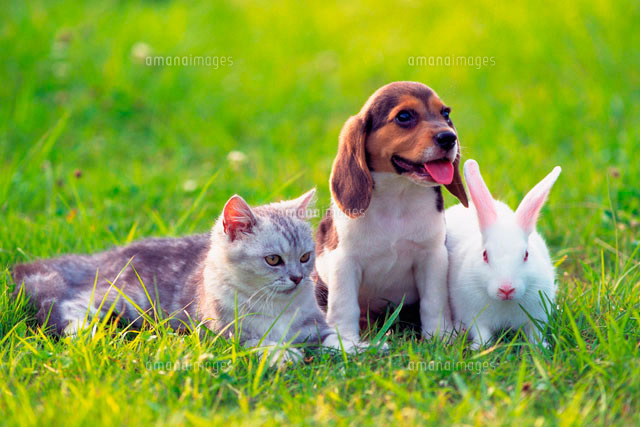 子犬と猫とウサギ の写真素材 イラスト素材 アマナイメージズ