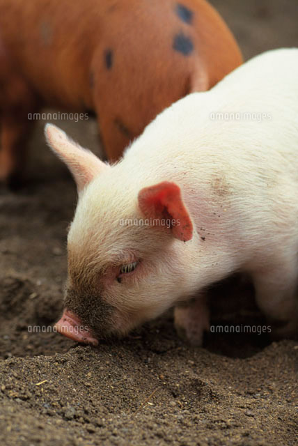 子豚 の写真素材 イラスト素材 アマナイメージズ