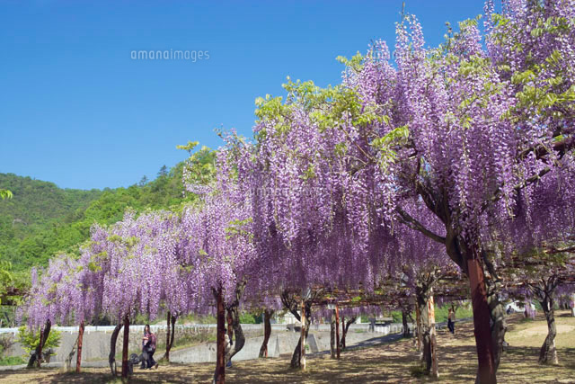 岡山 和気町の藤の花 の写真素材 イラスト素材 アマナイメージズ