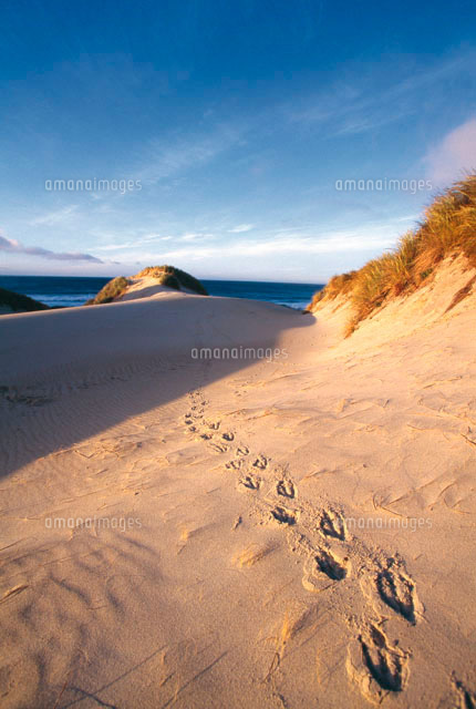 ペンギンの足跡 の写真素材 イラスト素材 アマナイメージズ