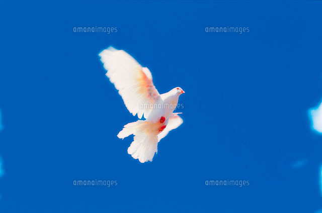 白鳩 の写真素材 イラスト素材 アマナイメージズ