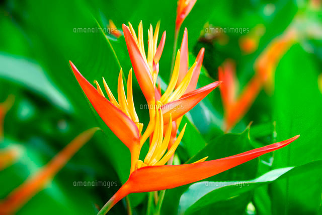 極楽鳥花 の写真素材 イラスト素材 アマナイメージズ