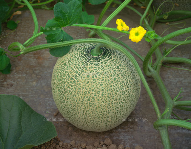 マスクメロン の写真素材 イラスト素材 アマナイメージズ