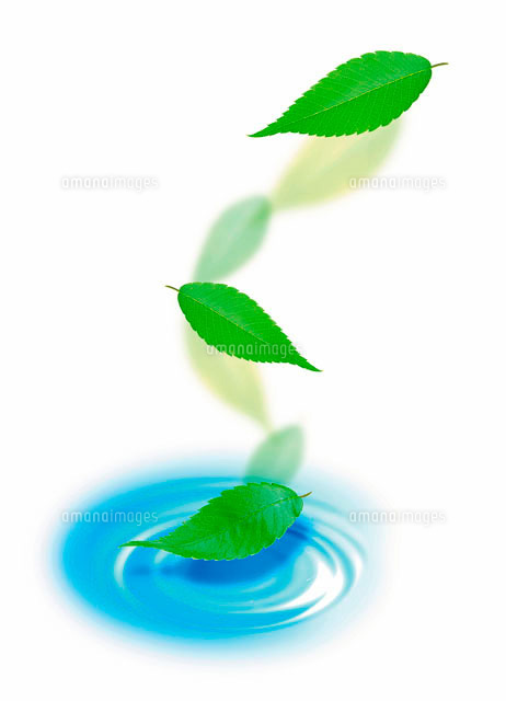 水面に落ちる葉 の写真素材 イラスト素材 アマナイメージズ