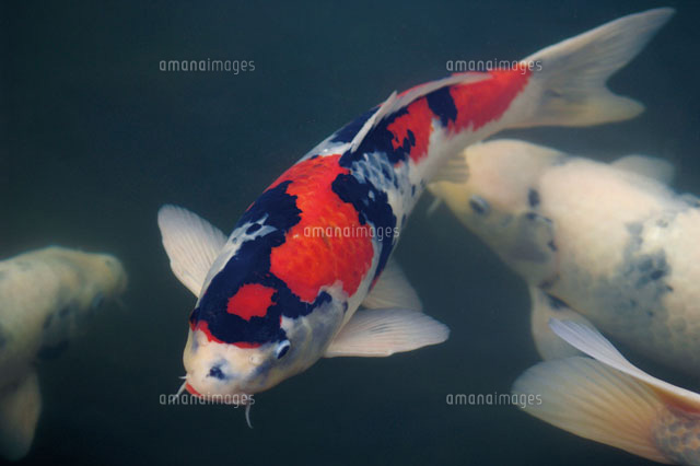 錦鯉 の写真素材 イラスト素材 アマナイメージズ