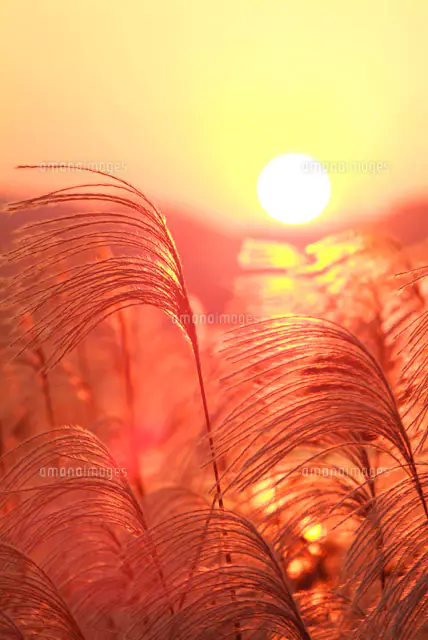 ススキと夕暮れ[28144052295]の写真・イラスト素材｜アマナ