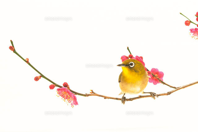 メジロ の写真素材 イラスト素材 アマナイメージズ