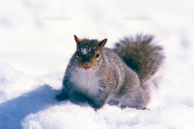 リスと雪 の写真素材 イラスト素材 アマナイメージズ