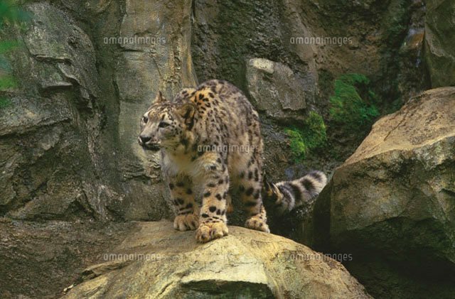 ユキヒョウ の写真素材 イラスト素材 アマナイメージズ