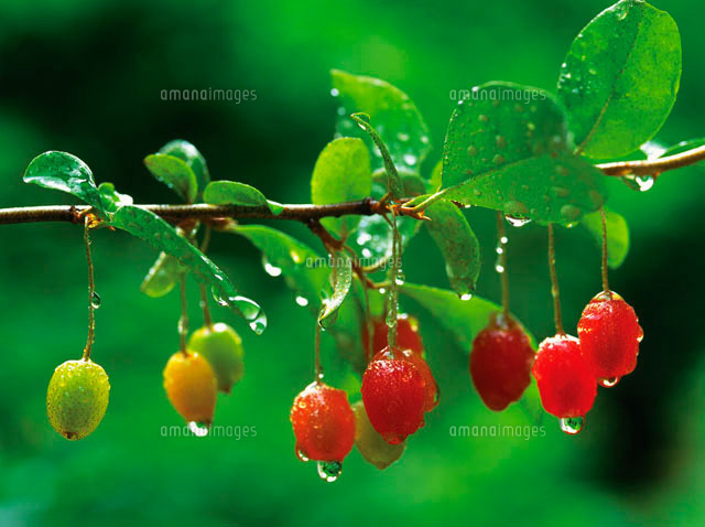 グミの実 28144055205 の写真素材 イラスト素材 アマナイメージズ