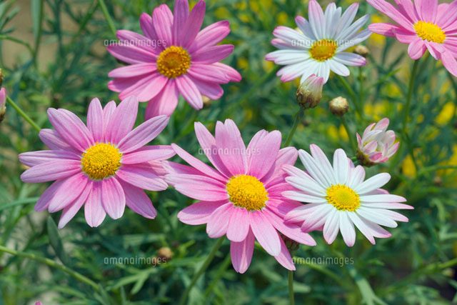 マーガレット の写真素材 イラスト素材 アマナイメージズ