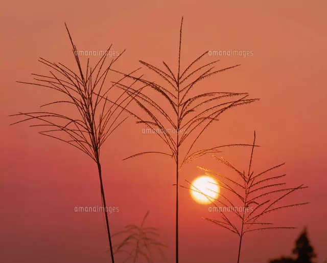 日本画　夕日に燃えるすすき 日本画 夕日に燃えるすすき 25023073027.jpg