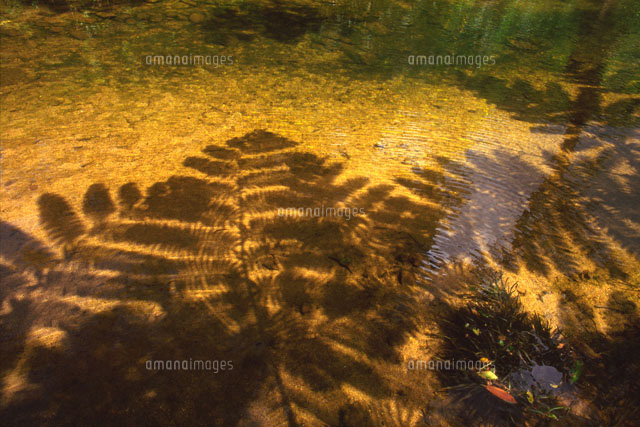 水面にうつる木の影 の写真素材 イラスト素材 アマナイメージズ