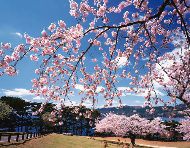 桜 金華山 楽天市場】日本製 トラック カーテン サイドカーテン 左右セット